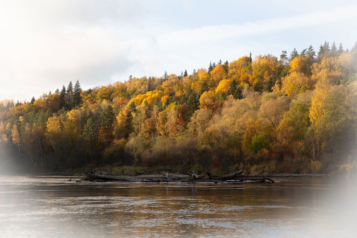 photograph of a riverside forest in the fall with a vignette fading to white