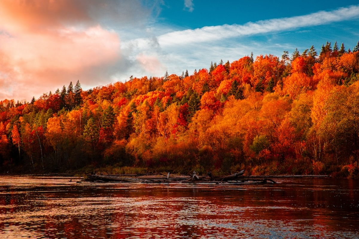 a lightroom preset has changed a photograph of a riverside in fall showing yellow trees to orange and red leaves