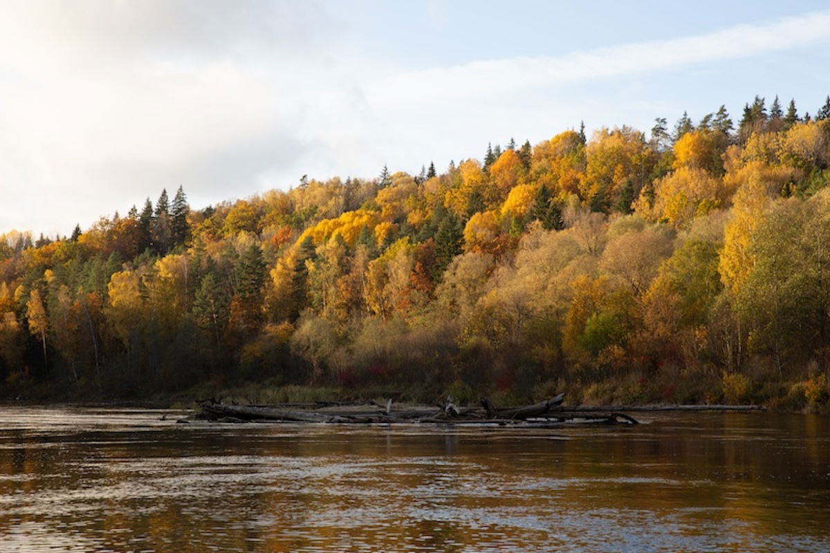 photograph of a riverside in fall showing yellow trees