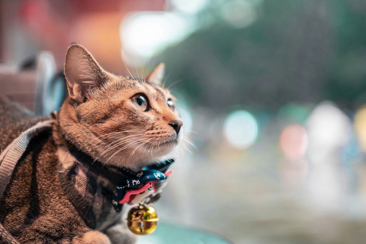 Close-up of a cat taken with a Nikon Z5, our best camera for cat photography