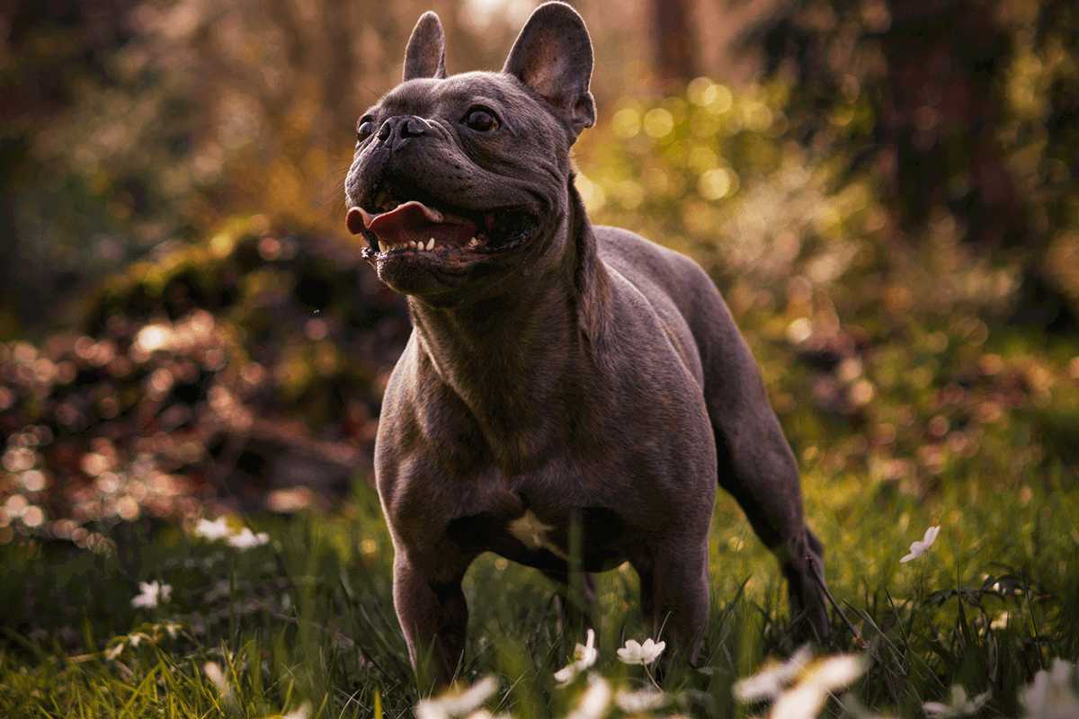 Photo of a dog standing outside taken with a Canon EOS R10, our second best camera for pet photography