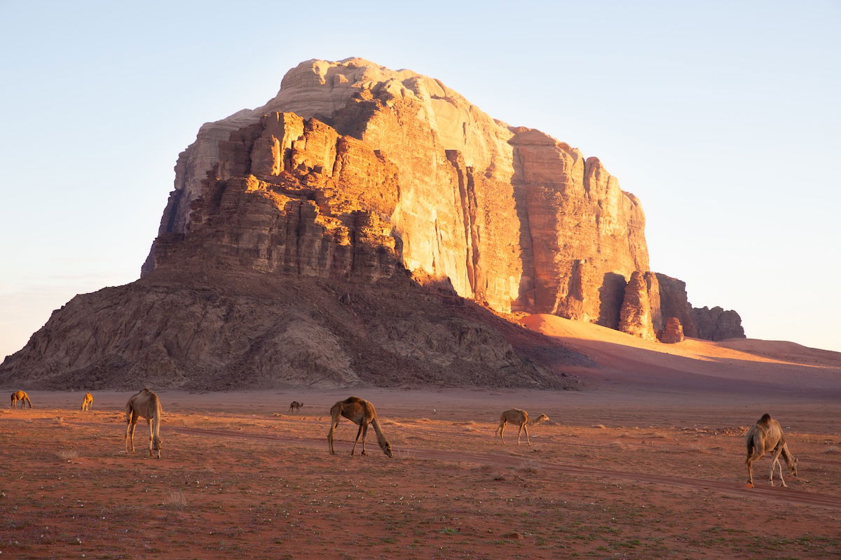 edited photograph of a mountain with camels in the foreground