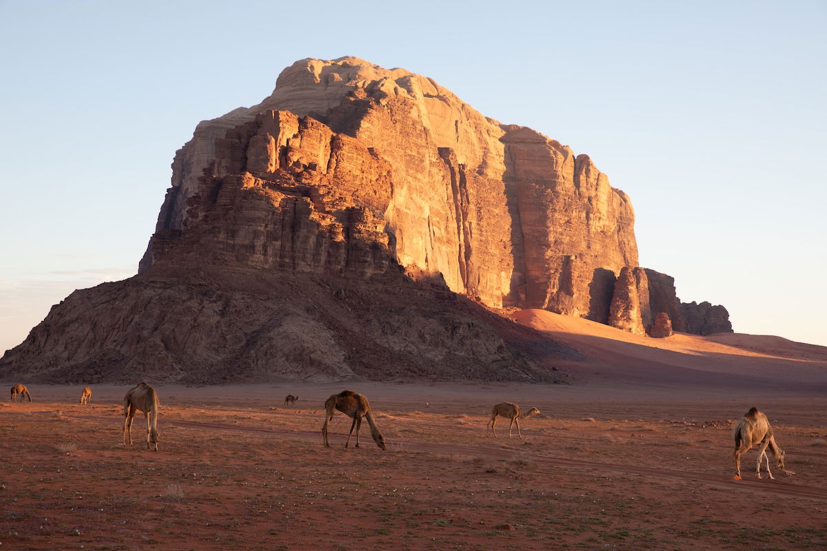 photograph of a mountain with camels in the foreground edited