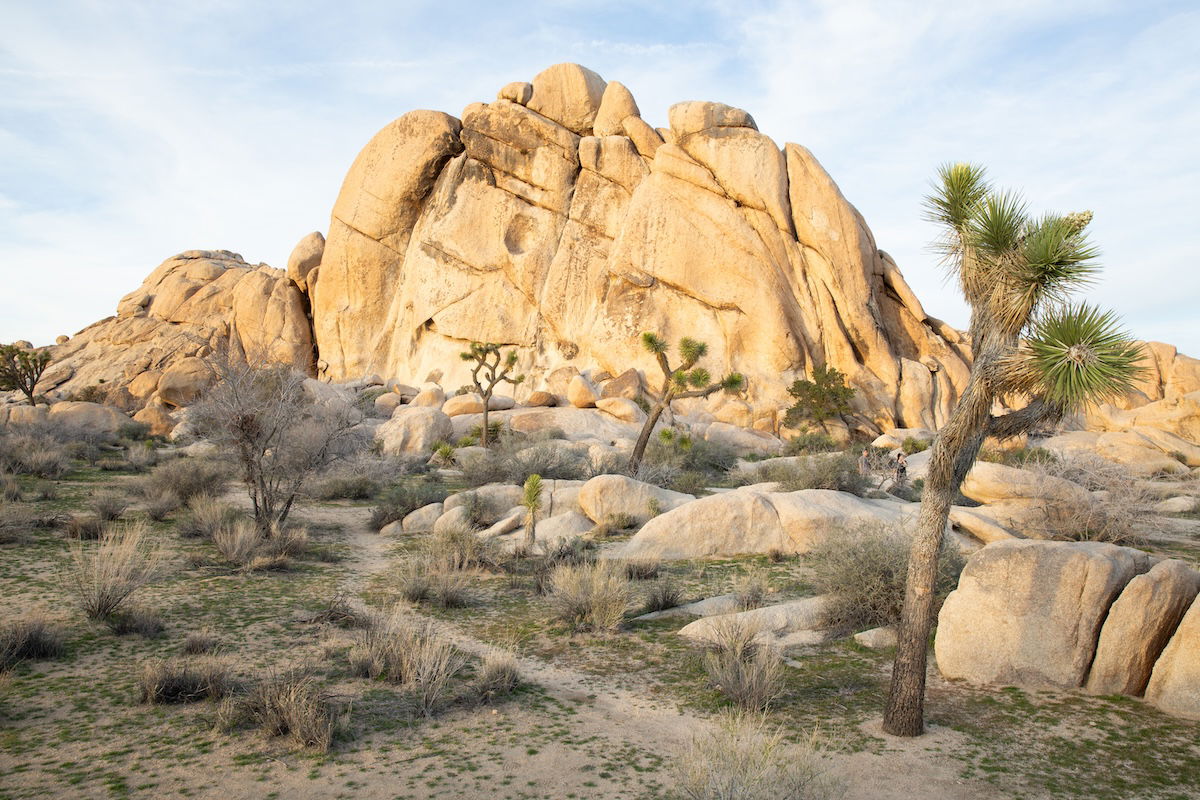 photograph of a rocky mountain with a tree in the foreground edited in lightroom