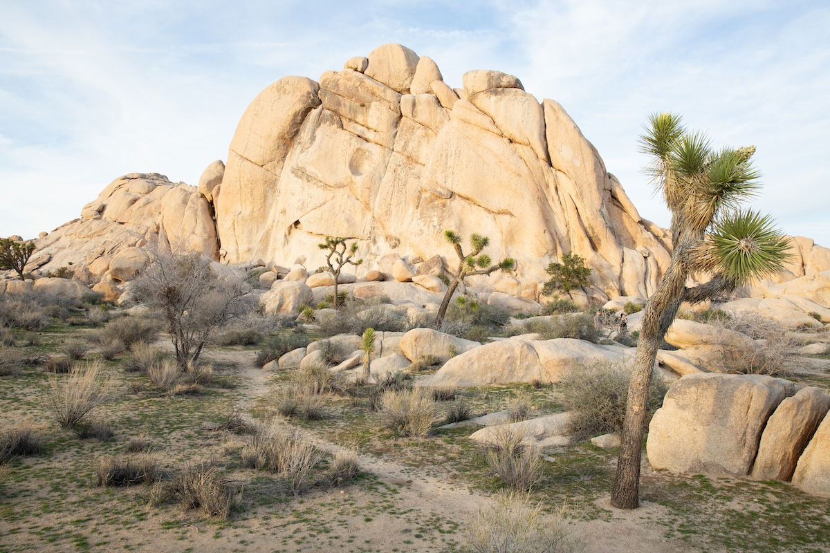 photograph of a rocky mountain with a tree in the foreground