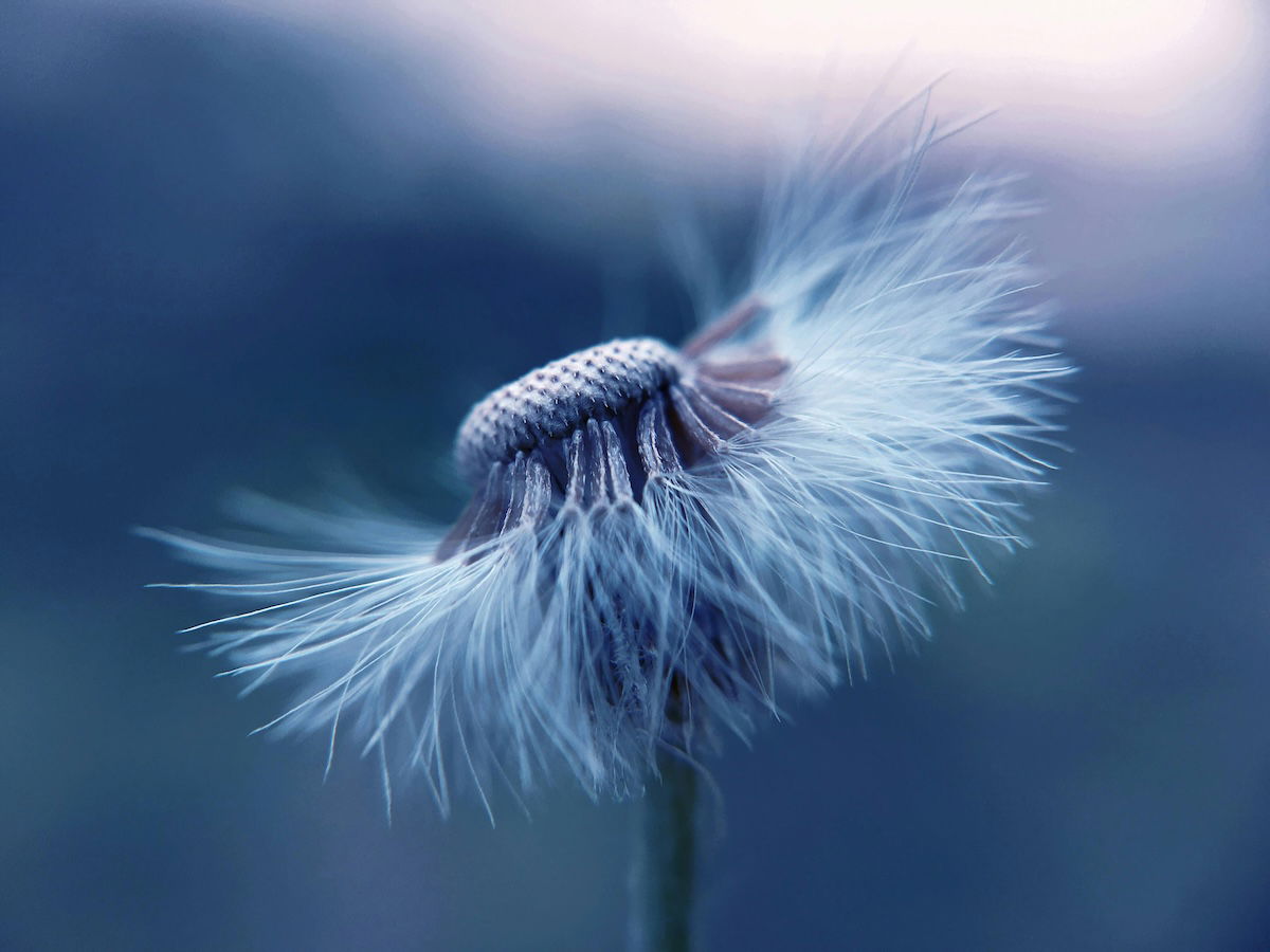 A single dandelion seed head in mid-air, surrounded by a soft blue hue. 