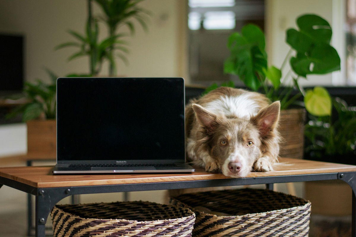 A dog sitting on a desk next to a laptop computer with a backdrop of potted plants.