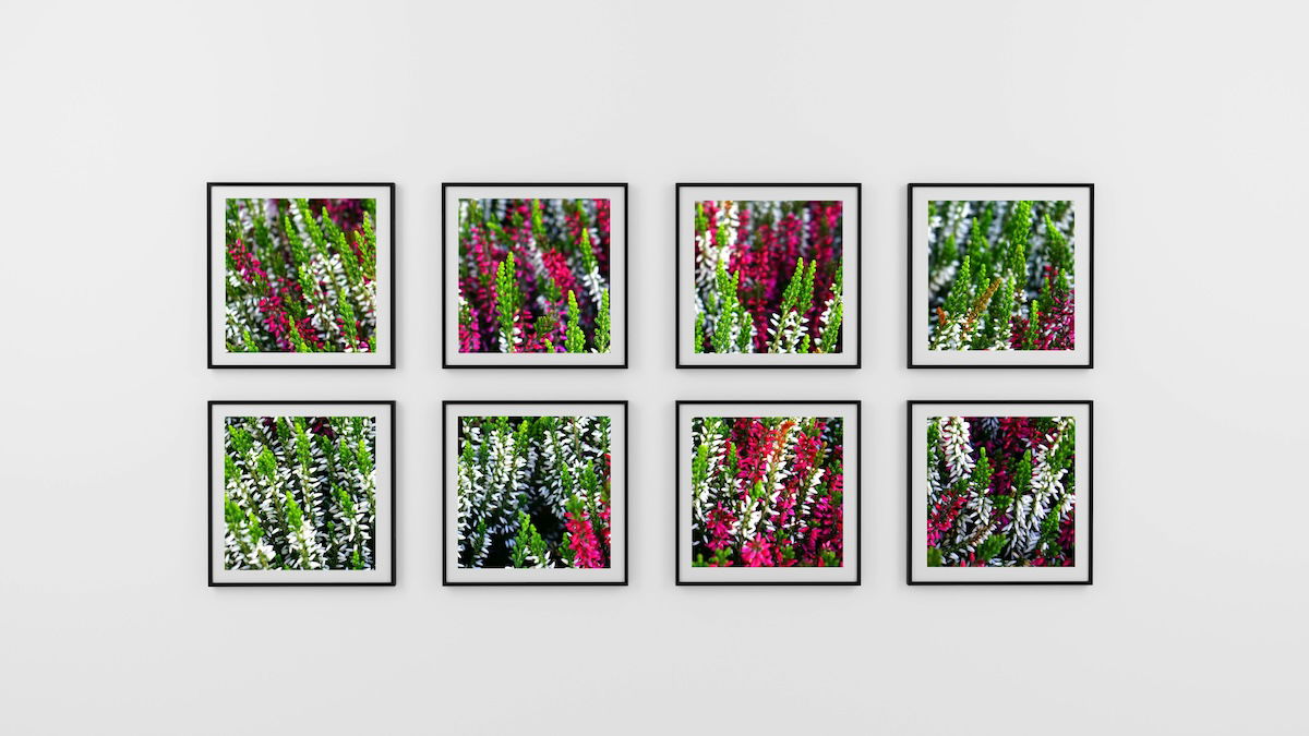 A series of framed photographs or artworks hanging on a white wall, with different subject matter, including flowers and plants, in various sizes and orientations. 