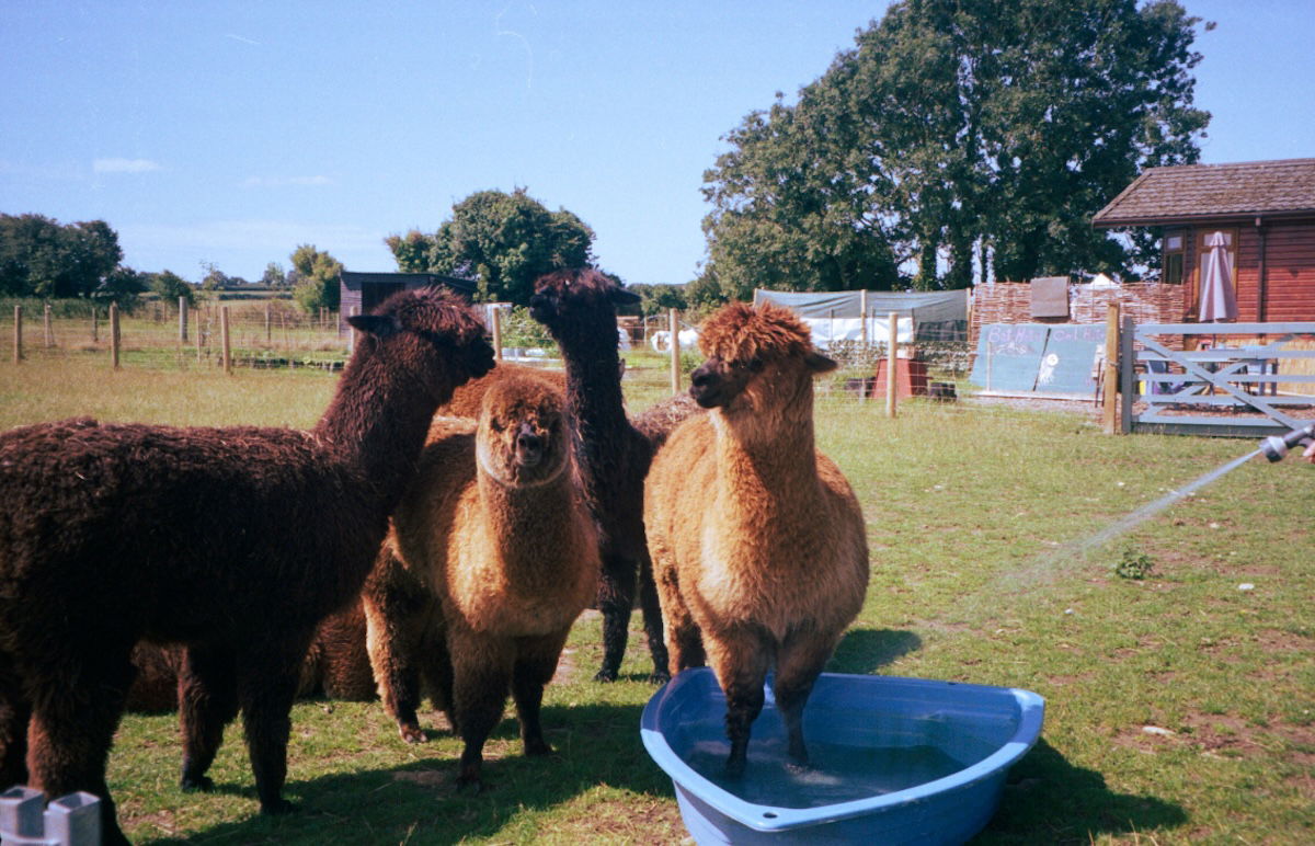 Three alpacas standing together on the grass, with a blue water trough nearby. 