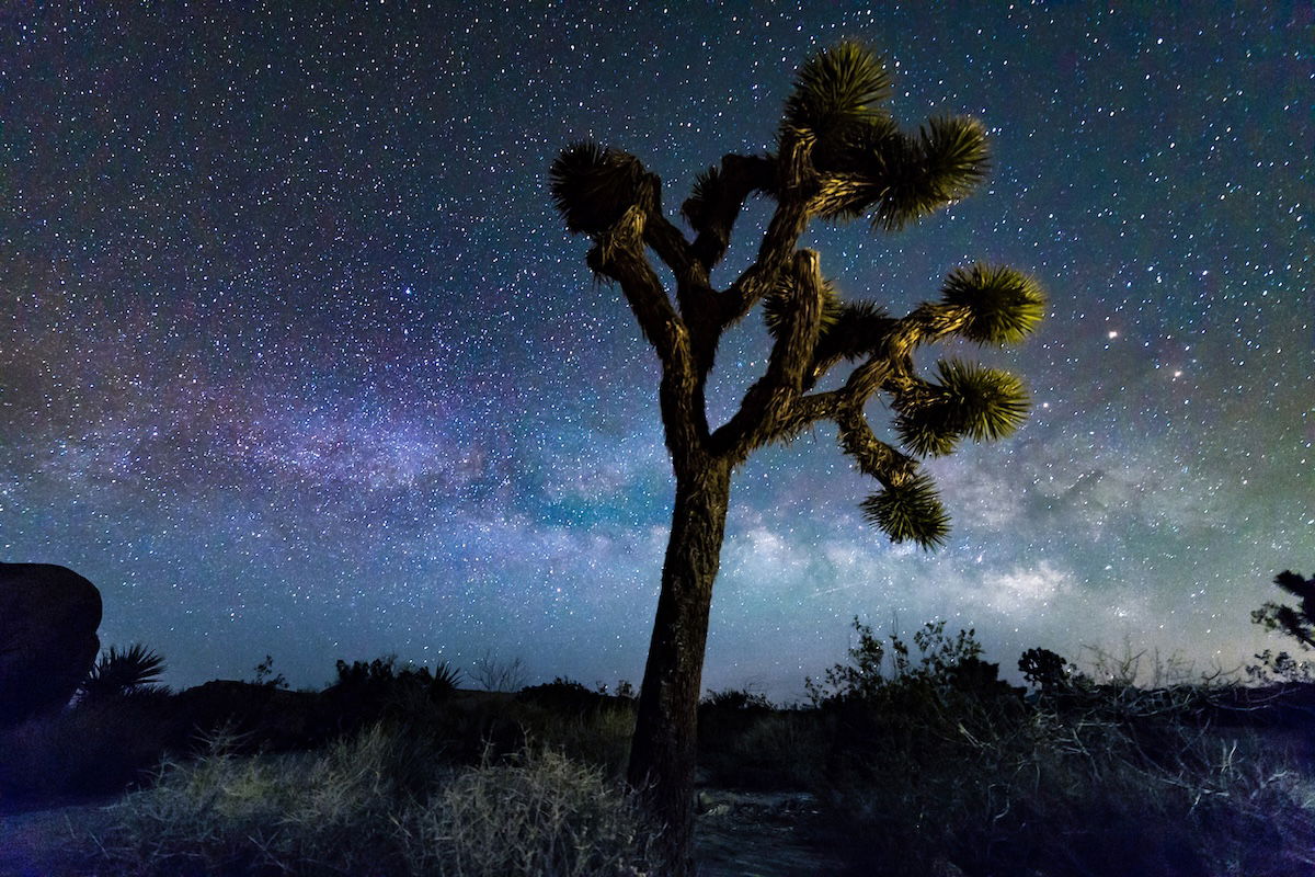 photo of tree with stars behind