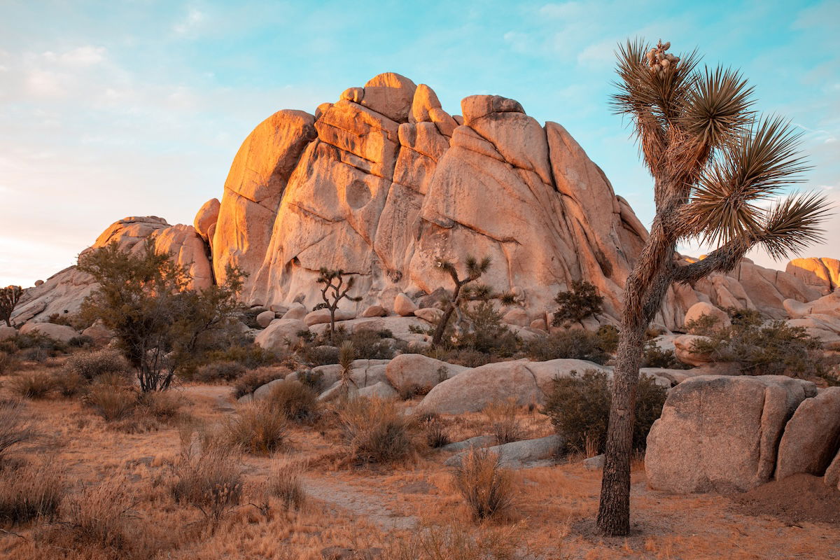 photograph of the outback with tree in foreground and rock mountain in background with tonal adjustments