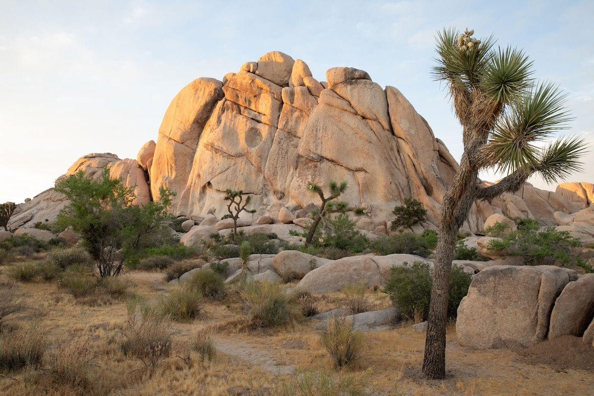 photograph of the outback with tree in foreground and rock mountain in background