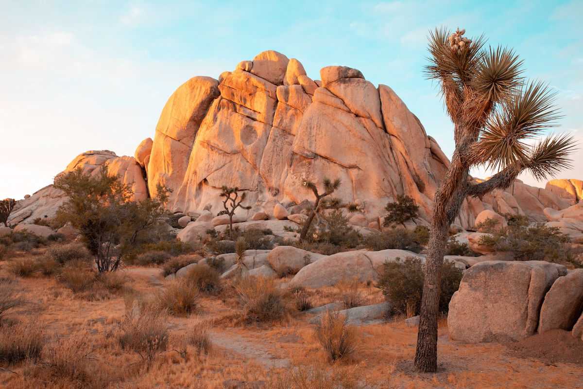 photograph of the outback with tree in foreground and rock mountain in background with adjusted hue