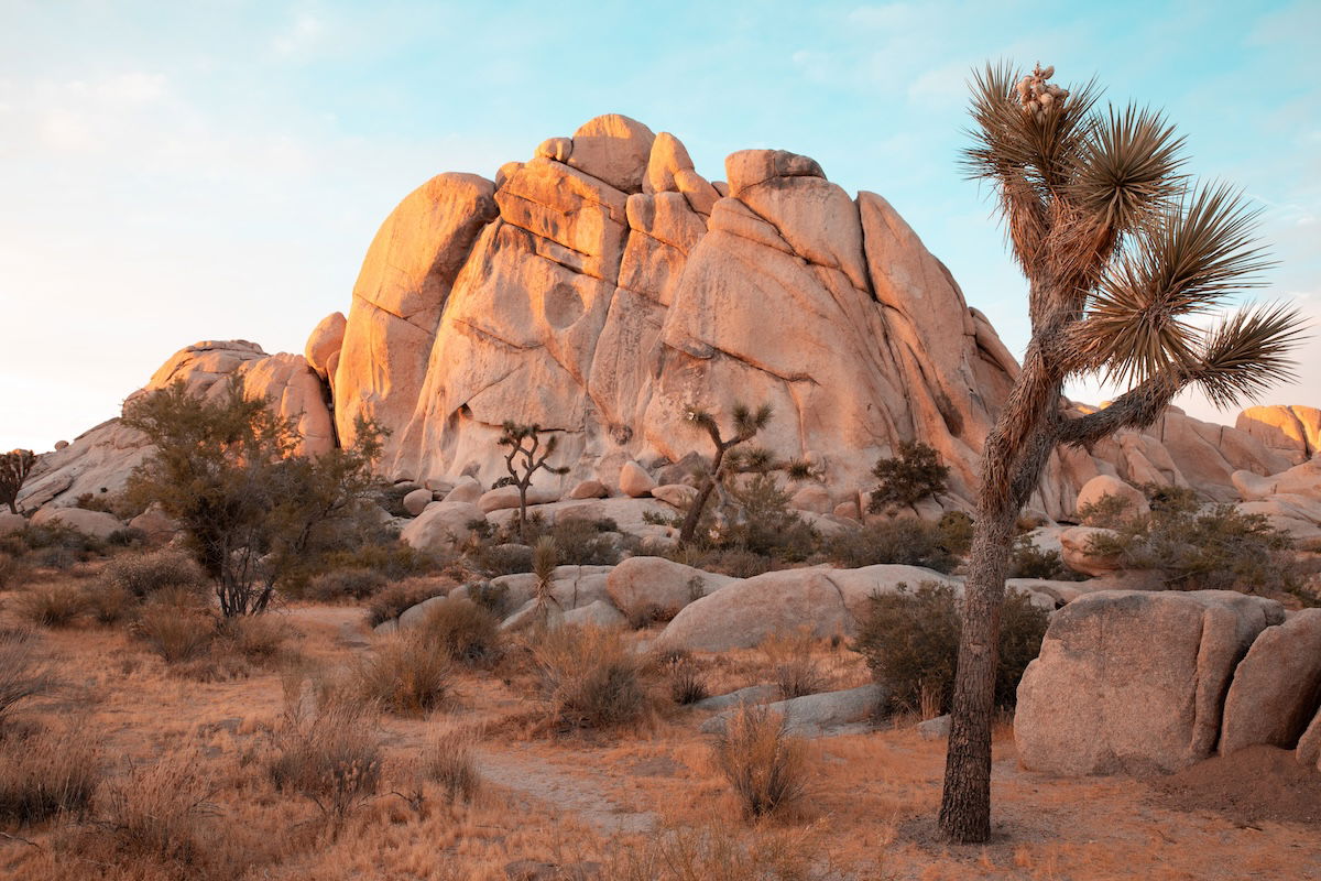 photograph of the outback with tree in foreground and rock mountain in background with adjusted saturation