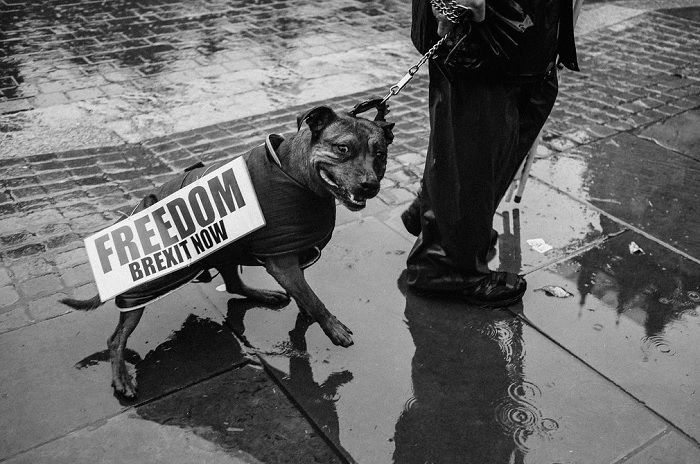 Dog with brexit sign being pulled away by owner