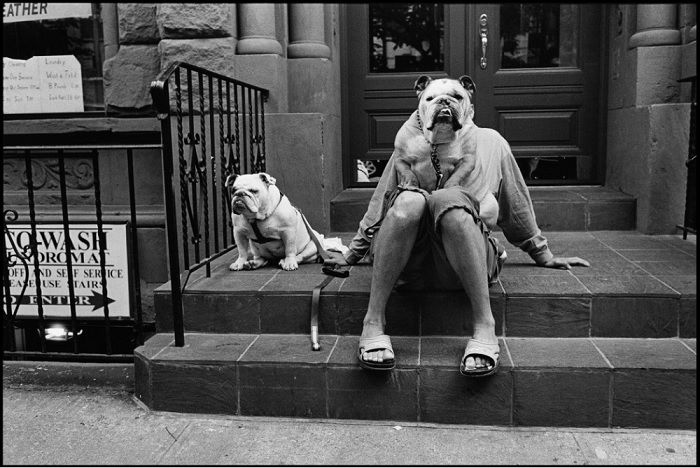 Bulldog sitting on persons lap with another bulldog beside