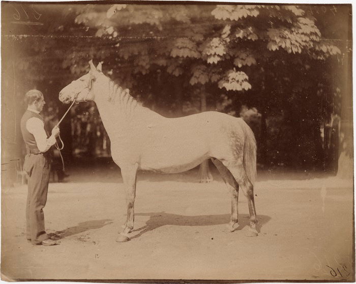 Man with white horse