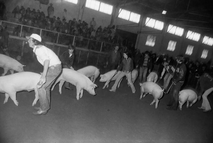 Men herding pigs