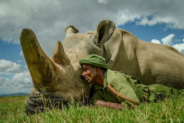 Man lying on grass with a rhino