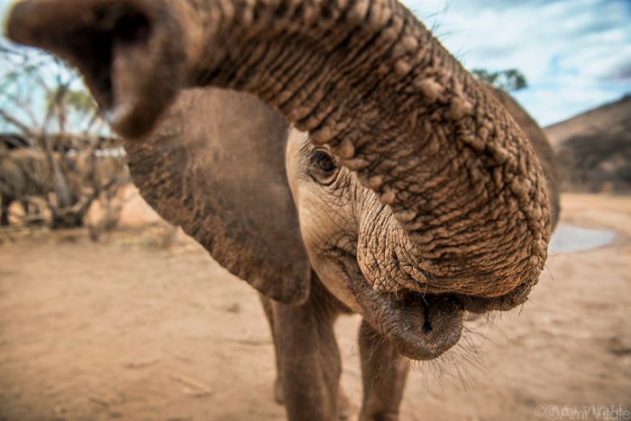 Young elephant using trunk to grab the camera