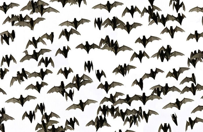 Flock of flying bats shot from below