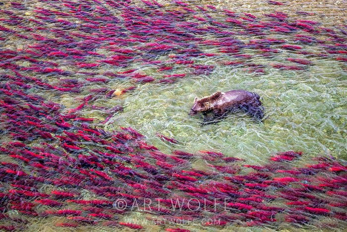 Swimming bear surrounded by fish