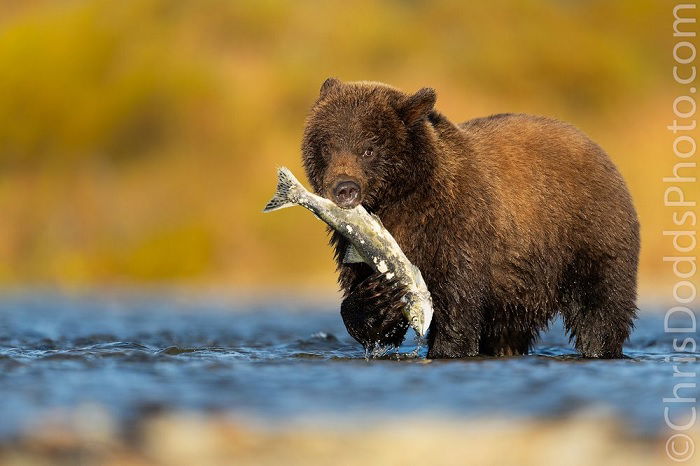 Brown bear with a fish in its mouth