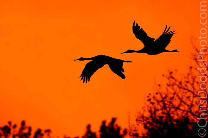 Two big birds flying against orange sky