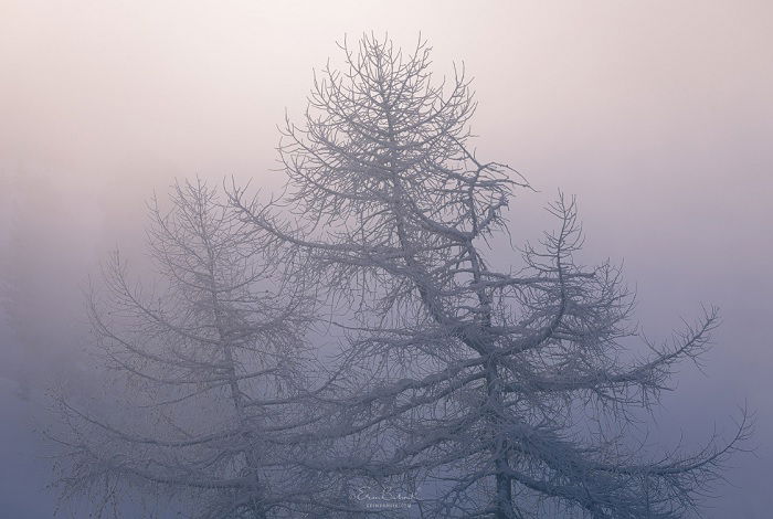 Tops of pine tree seen through fog