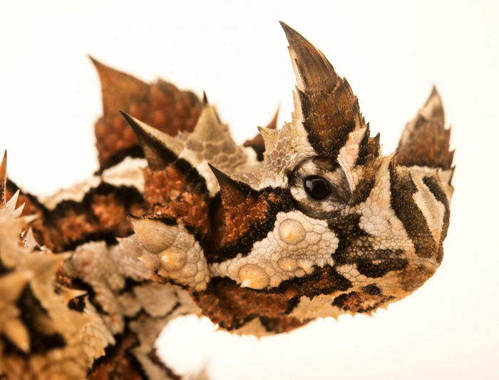 Close up of thorny devil