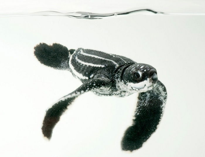 Baby leatherback turtle