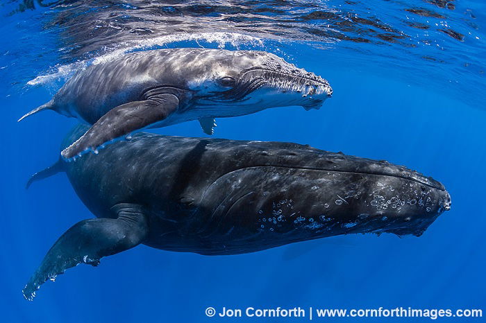 Mother and child humpback whales close to surface