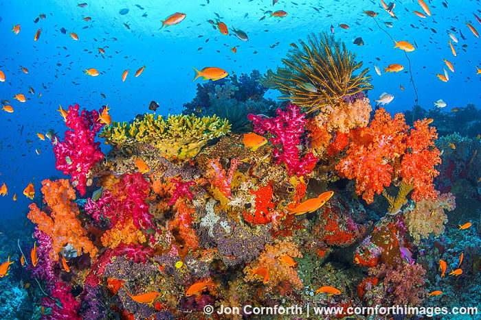 Colorful coral reef