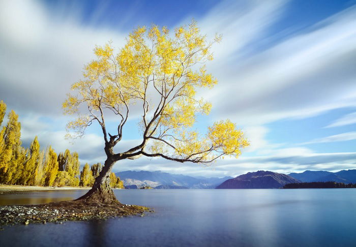 Tree with yellow leaves at the side of a lake