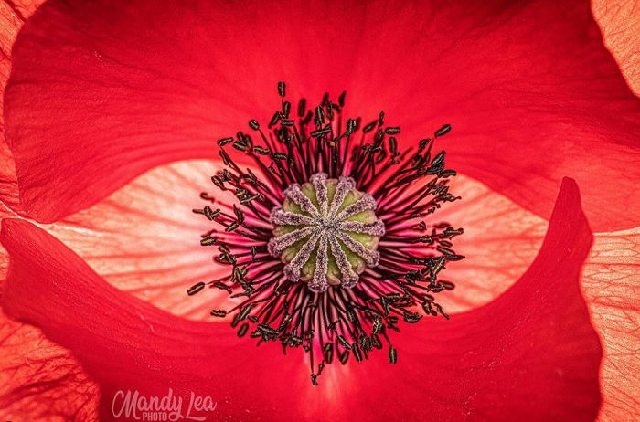 Closeup on the inside of a big flower