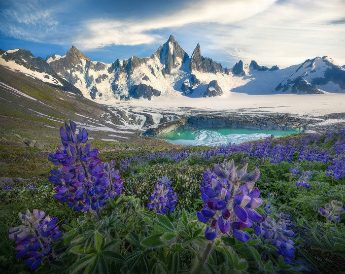 Mountain valley with flowers in the foreground and snowy peaks in the background