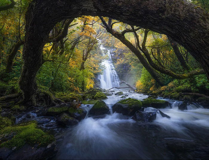 Waterfall and river running through forest