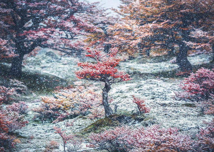 Colourful trees with white frost