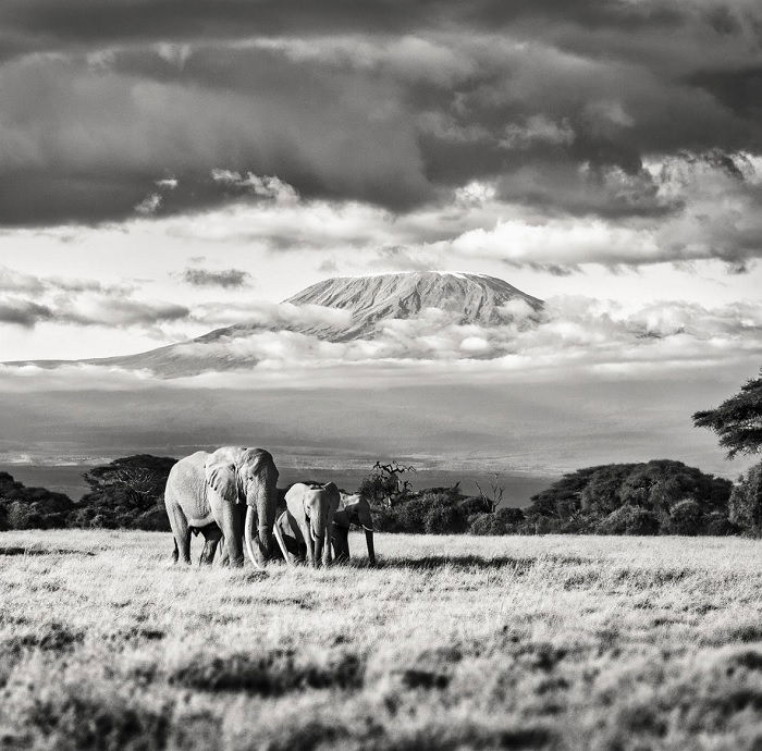 Black and white of elephants walking across grass land