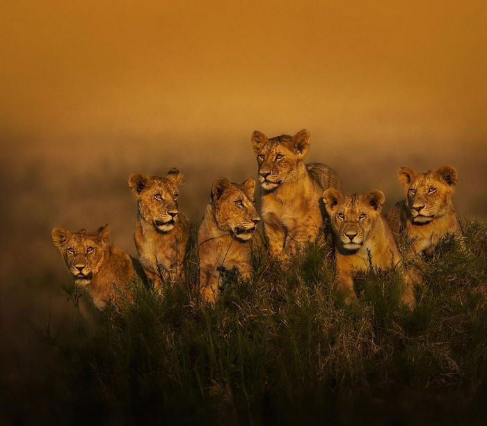 Six lion cubs