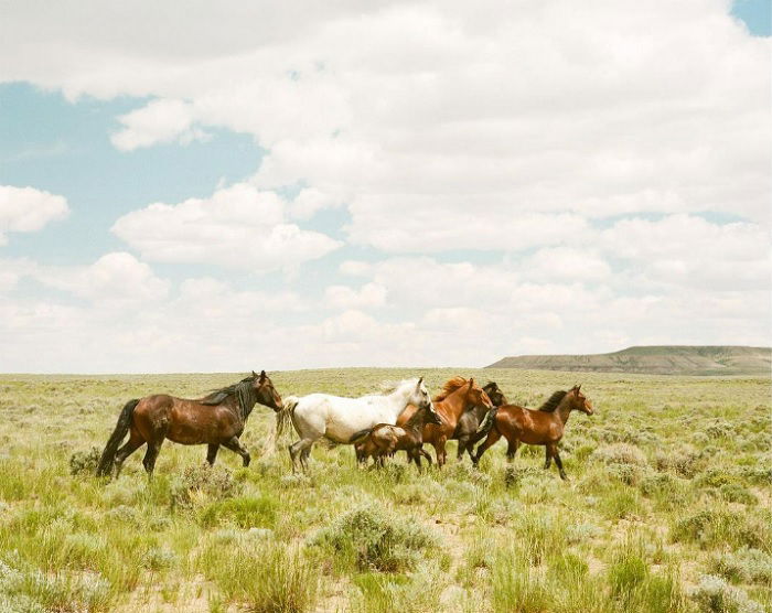 Wild horses running across vast grass plane