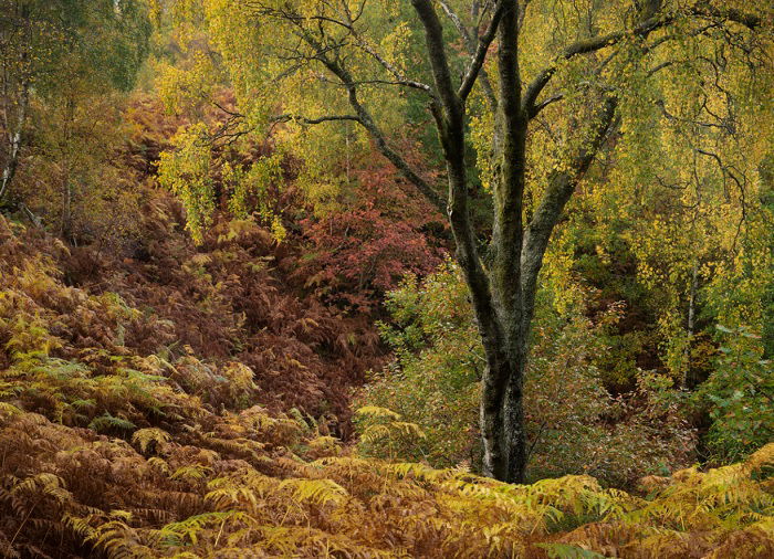 Autumnal forest scene