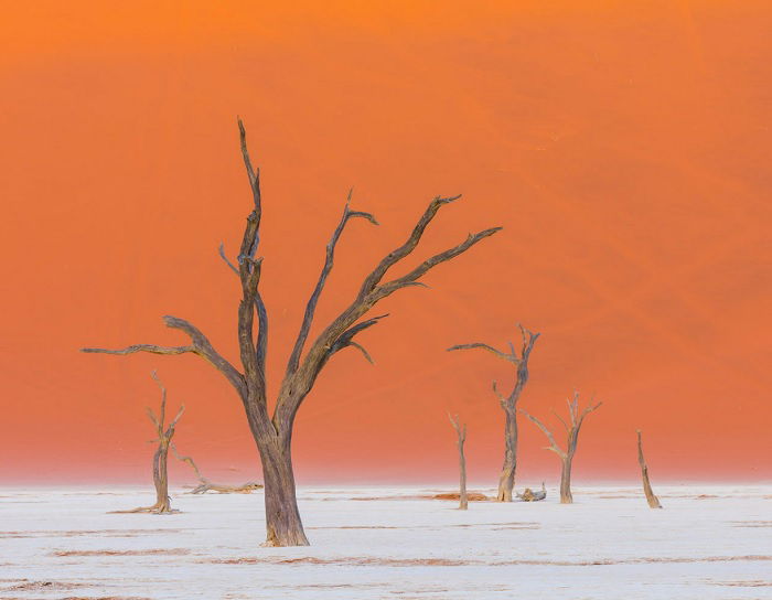 Dead trees in desert valley