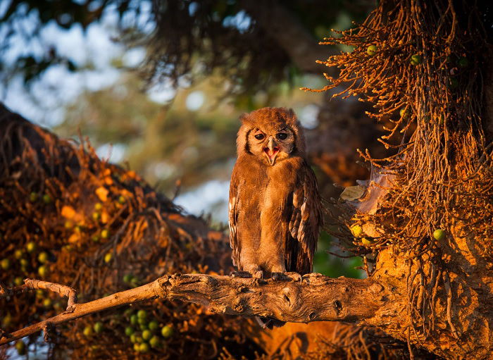 Owl in tree during golden hour