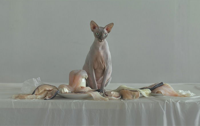 Bald cat on table with fillets of fish