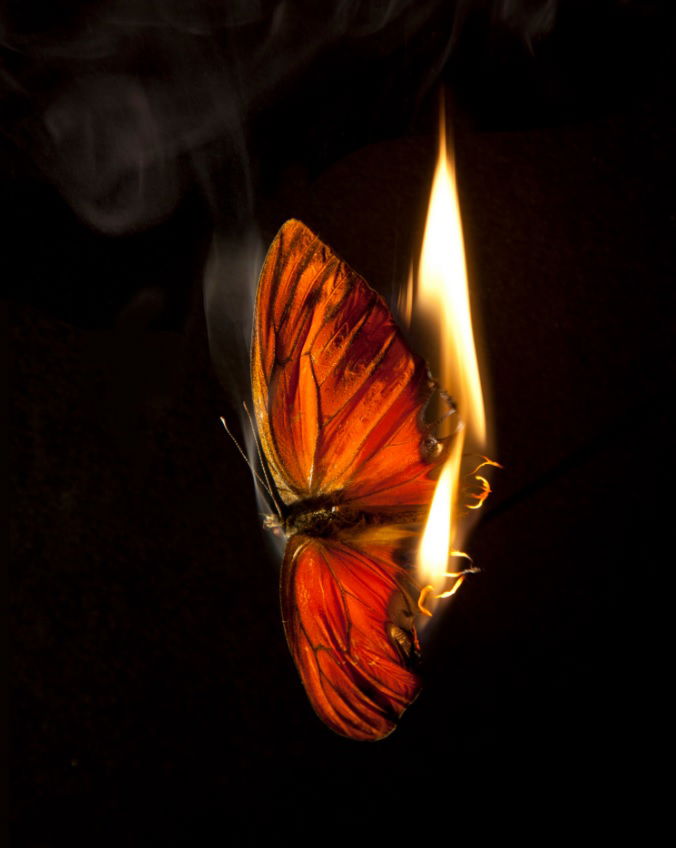 A burning butterfly