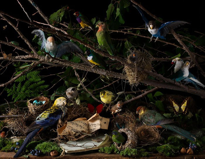 Still life of birds arranged in a tree bough