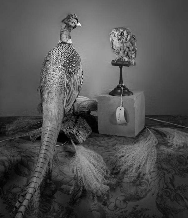 Black and white still life of taxidermied pheasant and owl