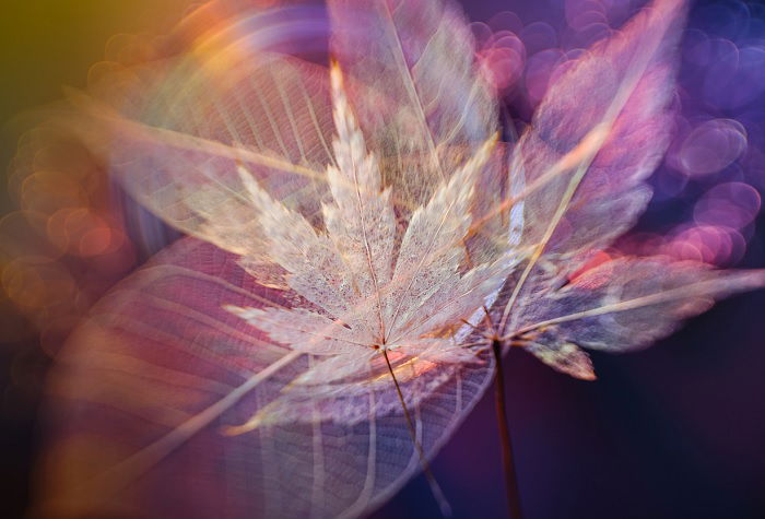 Color image of a fallen leaf