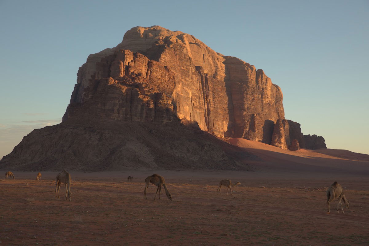 RAW image of desert with mountain with camels in the foreground in darktable